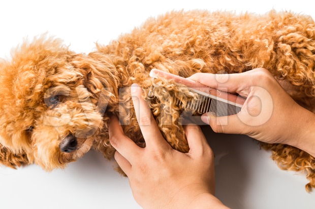 Close up of dog fur combing and de-tangling during grooming Stock Photo
